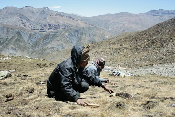 The Yarchagumba caterpillar fungus is found in Nepal's mountains, and is worth more than gold in China, where herbalists believe it boosts sexual performance