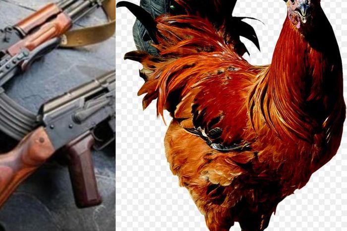 4 robbers heavily armed with AK47 storm village to steal one chicken