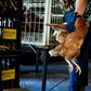 Chicken sales in Belgium have gone 'crazy' during the lockdown