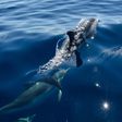 Aquatic creatures such as these common dolphins swimming off the southern French coast benefited from less sound pollution from pleasure craft during lockdown