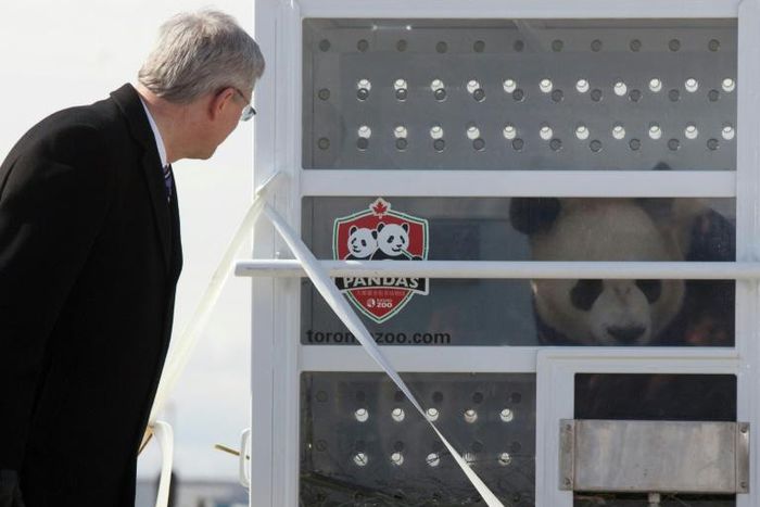 Er Shun (pictured) and her mate Da Mao have lived in Canada since 2013