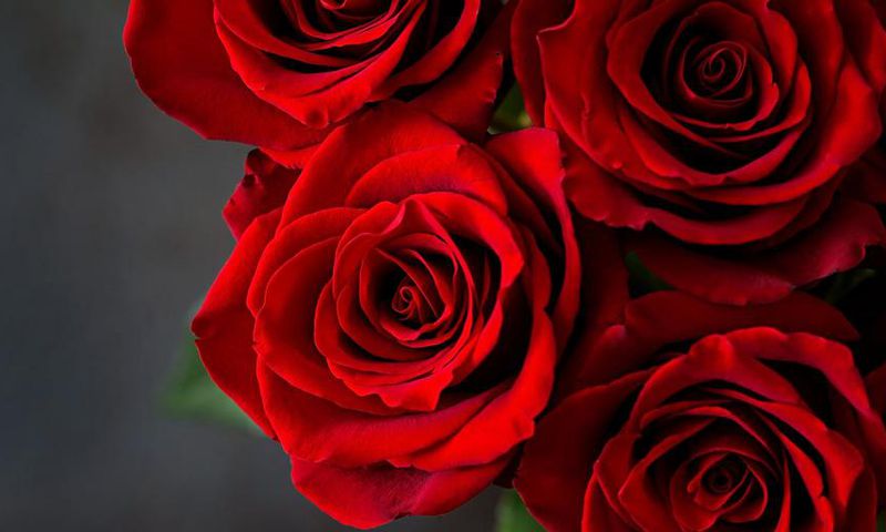 Dr. P Just Removed A Rose-Shaped Cyst