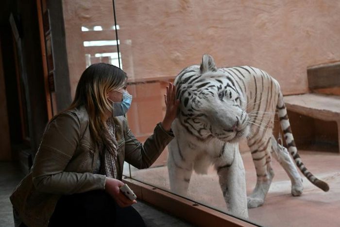 Animals like the Bengal tiger named Shere Khan have had to make do on leaner diets