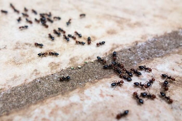 Watch Dr. P Pop Lines Of Blackheads On A Forehead