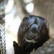 Mink farm workers in the south of the Netherlands were believed to have contracted the coronavirus from minks, which could be the "first known cases of animal-to-human transmission," the World Health Organization had said