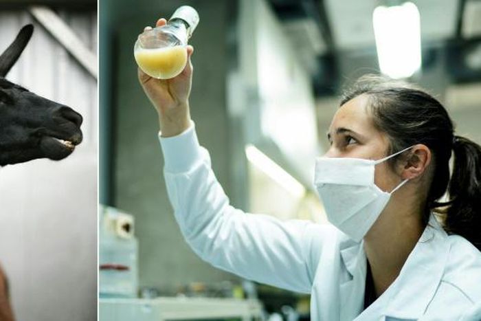 (COMBO) This combination of photos created on May 8, 2020 shows an undated handout photo provided by the VIB-UGent Center for Medical Biotechnology on May 8 showing 4-year-old llama called Winter, at an undisclosed location (L), and a photo taken on Ma...