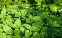 7 powerful Ghanaian natural libido boosters that can enhance your sexual wellness