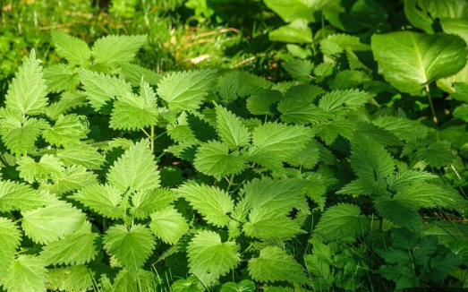 7 powerful Ghanaian natural libido boosters that can enhance your sexual wellness