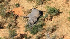 Hundreds of elephants have been found dying (picture courtesy of National Park Rescue)