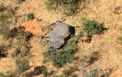 Hundreds of elephants have been found dying (picture courtesy of National Park Rescue)