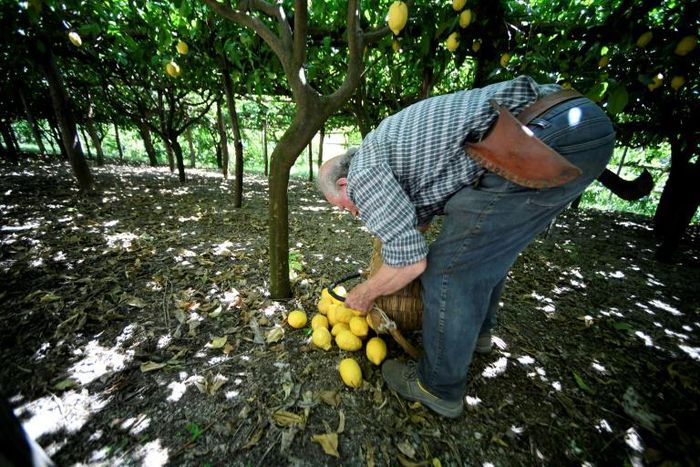 Lemon growing on the steep terraces of the Aceto family's farm on Italy's Amalfi coast is carried out in much the same way as it has been done for centuries