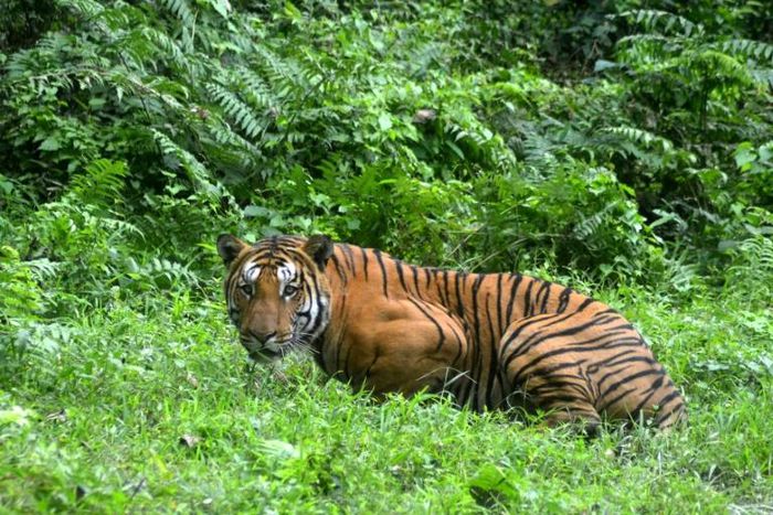 India now has around 3,000 tigers in the wild, compared to 1,411 in 2006 when a nationwide survey was first conducted