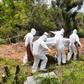 Coronavirus burial team says it’s overwhelmed with dead bodies