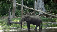 The Nouabale Ndoki national park, home to thousands of elephants, was given UNESCO World Heritage status in 2012