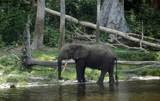 The Nouabale Ndoki national park, home to thousands of elephants, was given UNESCO World Heritage status in 2012