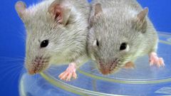 Scientists have successfully transplanted insulin-producing cells derived from stem cells into diabetic mice