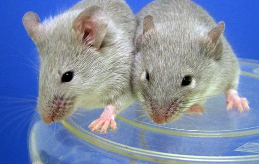 Scientists have successfully transplanted insulin-producing cells derived from stem cells into diabetic mice