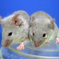Scientists have successfully transplanted insulin-producing cells derived from stem cells into diabetic mice
