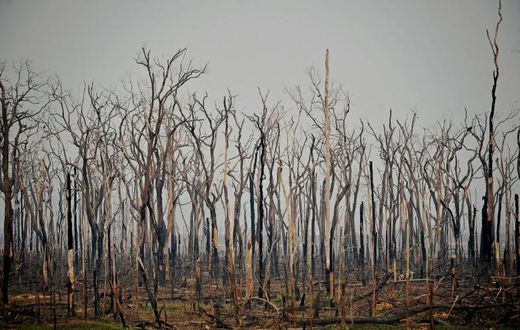 The number of forest fires in the Brazilian Amazon in July 2020 rose 28 percent from the same month a year ago, satellite data show