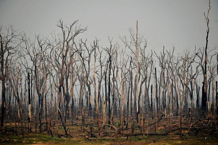The number of forest fires in the Brazilian Amazon in July 2020 rose 28 percent from the same month a year ago, satellite data show