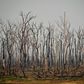 The number of forest fires in the Brazilian Amazon in July 2020 rose 28 percent from the same month a year ago, satellite data show