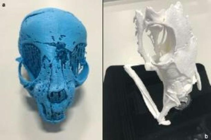 Scientists in Swansea have used 3D imaging to work out how this mummified Ancient Egyptian cat (left) and snake (right) both died