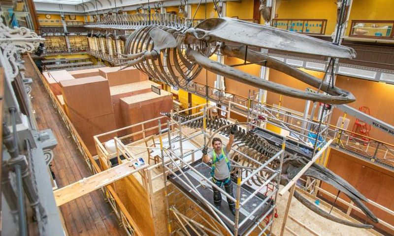 Dismantling two hanging whale skeletons for renovation work is no small feat