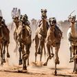 Camels run on a dirt track during a race in Egypt's South Sinai desert after a hiatus of more than six months due to the coronavirus outbreak