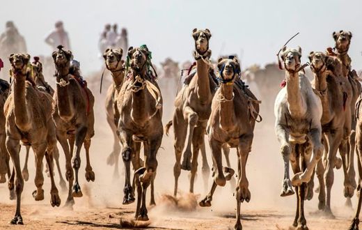 Camels run on a dirt track during a race in Egypt's South Sinai desert after a hiatus of more than six months due to the coronavirus outbreak