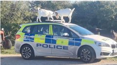 Goats “hijacked and destroyed” police car in Isle of White