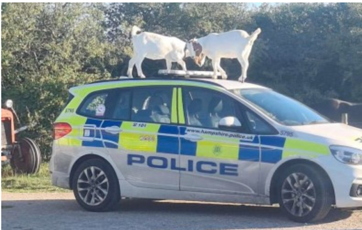 Goats “hijacked and destroyed” police car in Isle of White