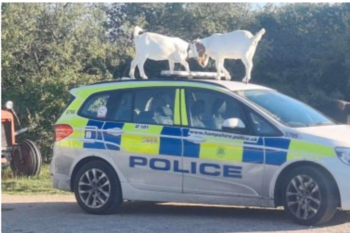 Goats “hijacked and destroyed” police car in Isle of White