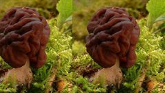 People are eating this potentially deadly mushroom although it’s banned across the world