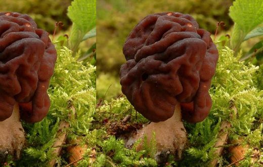 People are eating this potentially deadly mushroom although it’s banned across the world
