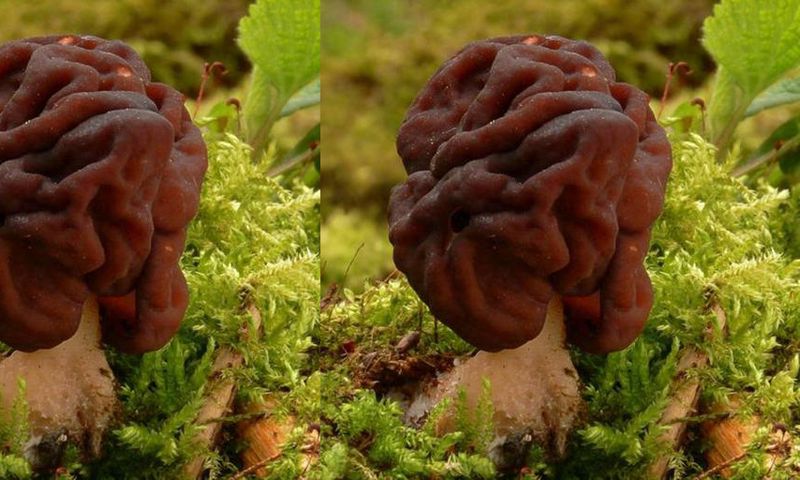 People are eating this potentially deadly mushroom although it’s banned across the world