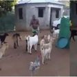 Man holds meeting with his unhappy goats to beg for their understanding