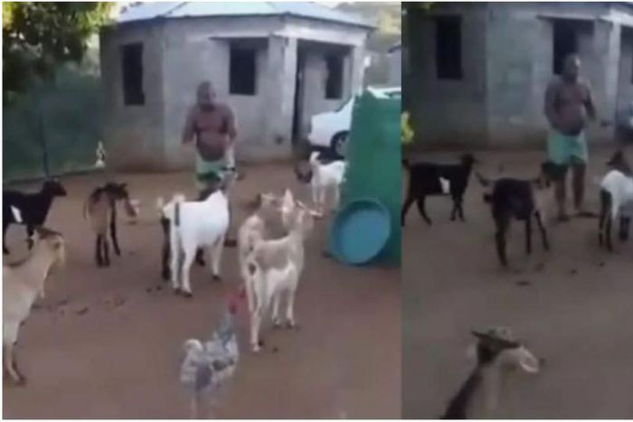Man holds meeting with his unhappy goats to beg for their understanding