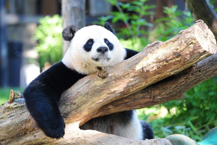 Giant panda Mei Xiang rests in her enclosure in August 2016 at the National Zoo in Washington
