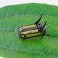 A team at the University of Southern California has built an 88-milligram "RoBeetle" that runs on methanol and uses an artificial muscle system to crawl, climb, and carry loads on its back for up to two hours