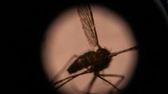The Anopheles gambiae group of mosquito species are currently the main drivers of malaria's spread in Africa
