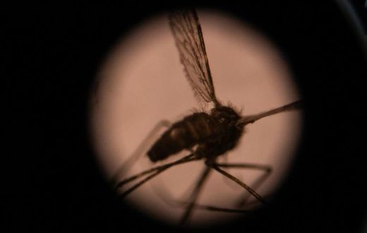 The Anopheles gambiae group of mosquito species are currently the main drivers of malaria's spread in Africa