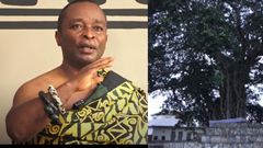 Mpeni Kofi; the tree that turns human at night to guard his people