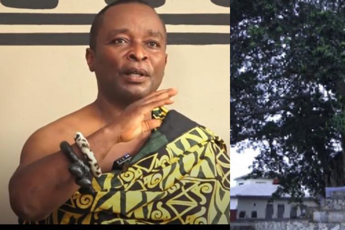 Mpeni Kofi; the tree that turns human at night to guard his people