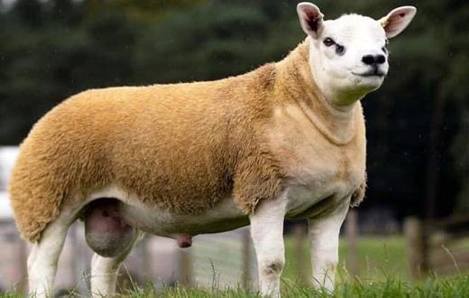 World’s most expensive sheep has been sold for GHS2,834k
