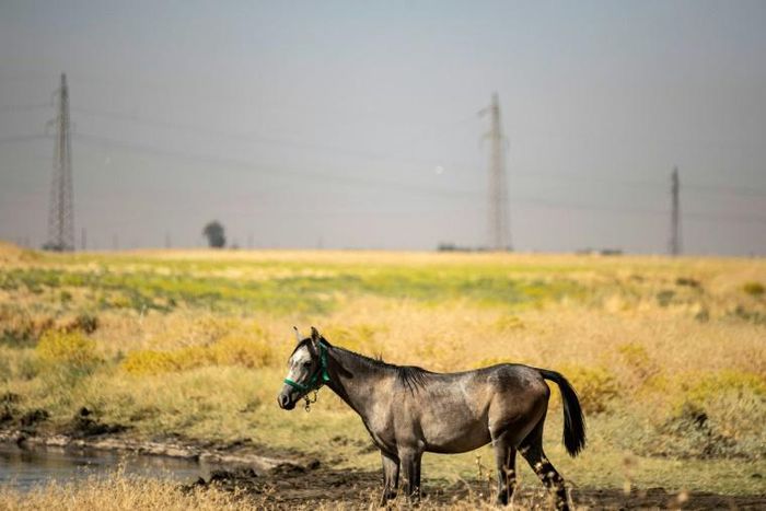 Horses have reportedly died after drinking water polluted by oil in Syria's Kurdish-controlled northeastern Hasakeh province