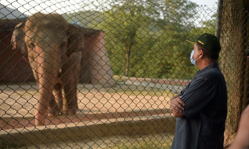 The plight of Kaavan, an overweight, 35-year-old bull elephant has drawn international condemnation