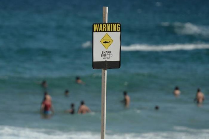 Australia has one of the world's highest incidences of shark attacks