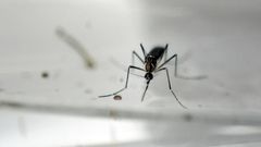 As infection rates of illnesses carried by mosquitoes increase, companies and researchers are racing to develop effective means of controlling the blood-sucking creatures' population