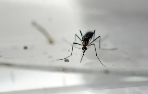 As infection rates of illnesses carried by mosquitoes increase, companies and researchers are racing to develop effective means of controlling the blood-sucking creatures' population
