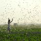 Record numbers of locusts have descended in devastating swarms across parts of Africa and Asia this year
